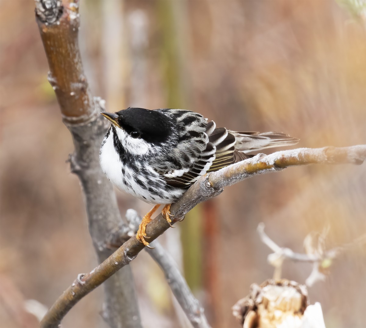 Blackpoll Warbler - ML637899148