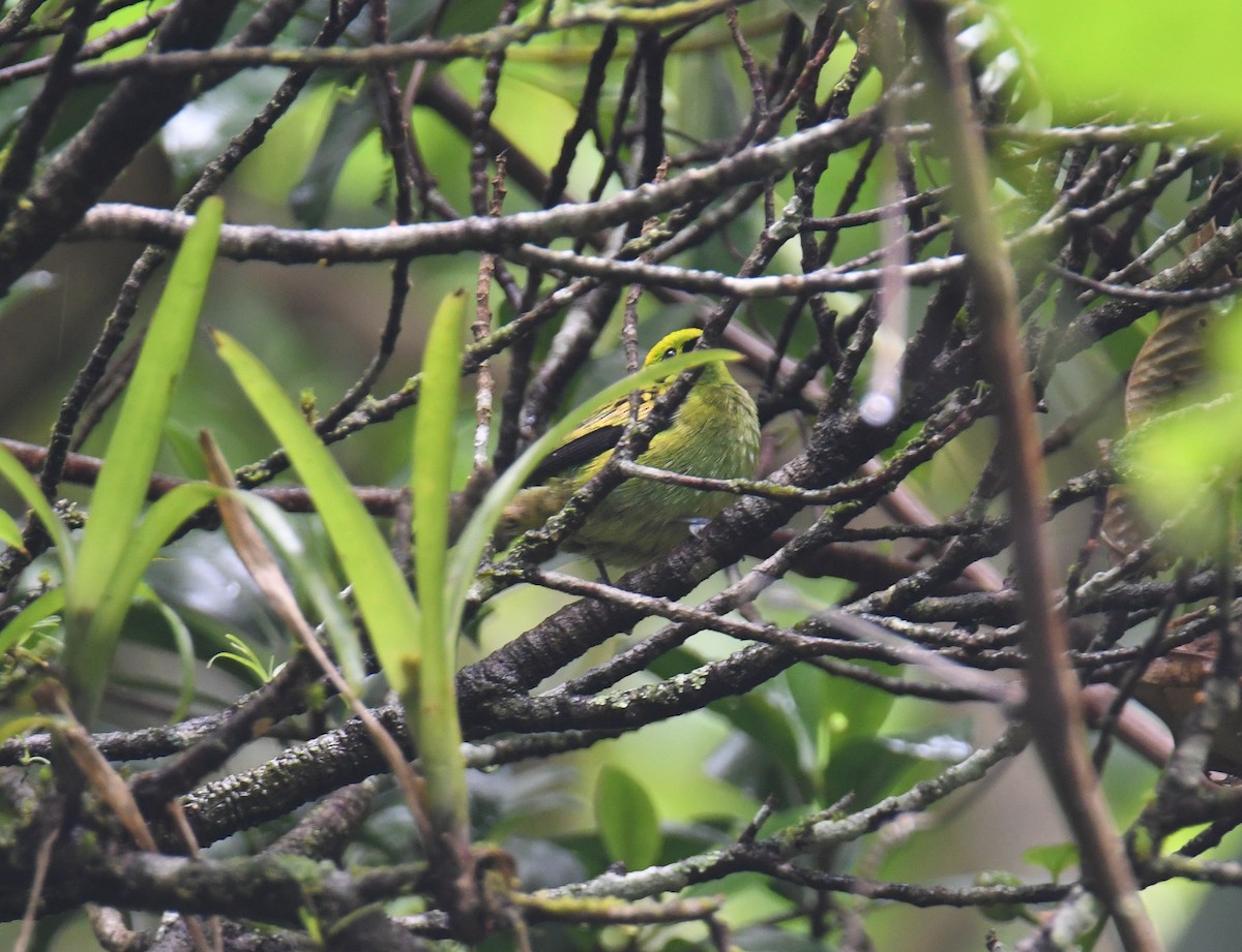 Emerald Tanager - ML637899176