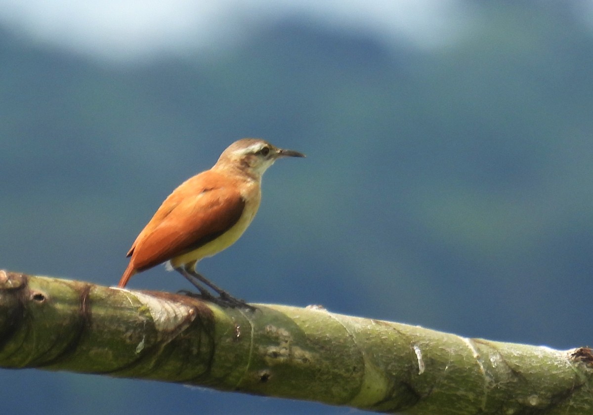 Lesser Hornero - ML637899178