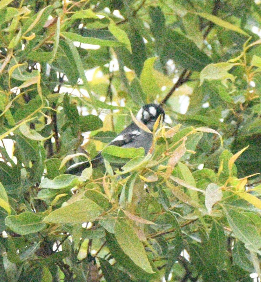 White-eared Monarch - ML637899193