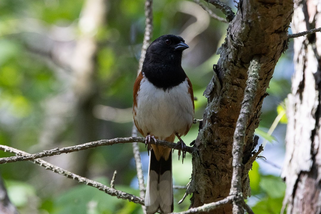 Eastern Towhee - ML637899233