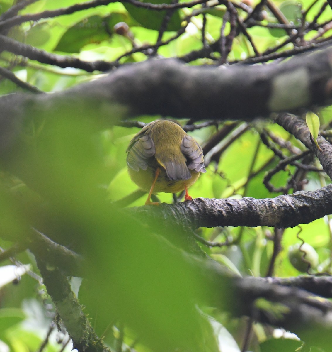 White-collared Manakin - ML637899244