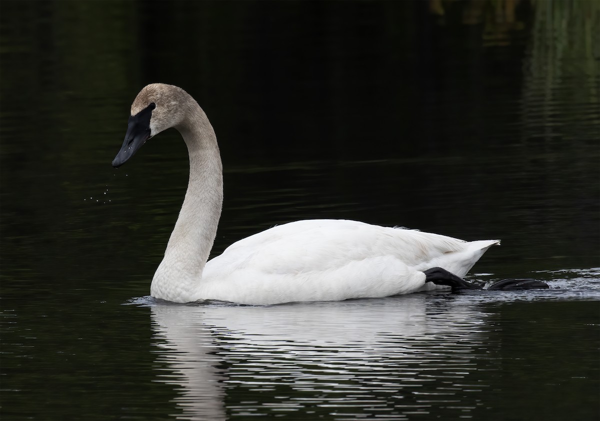 Trumpeter Swan - ML637899254