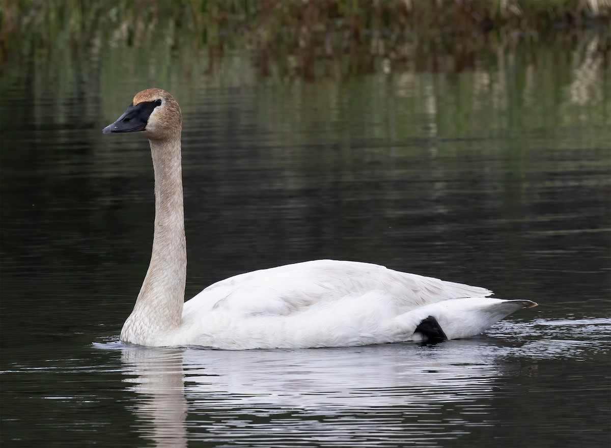 Trumpeter Swan - ML637899255