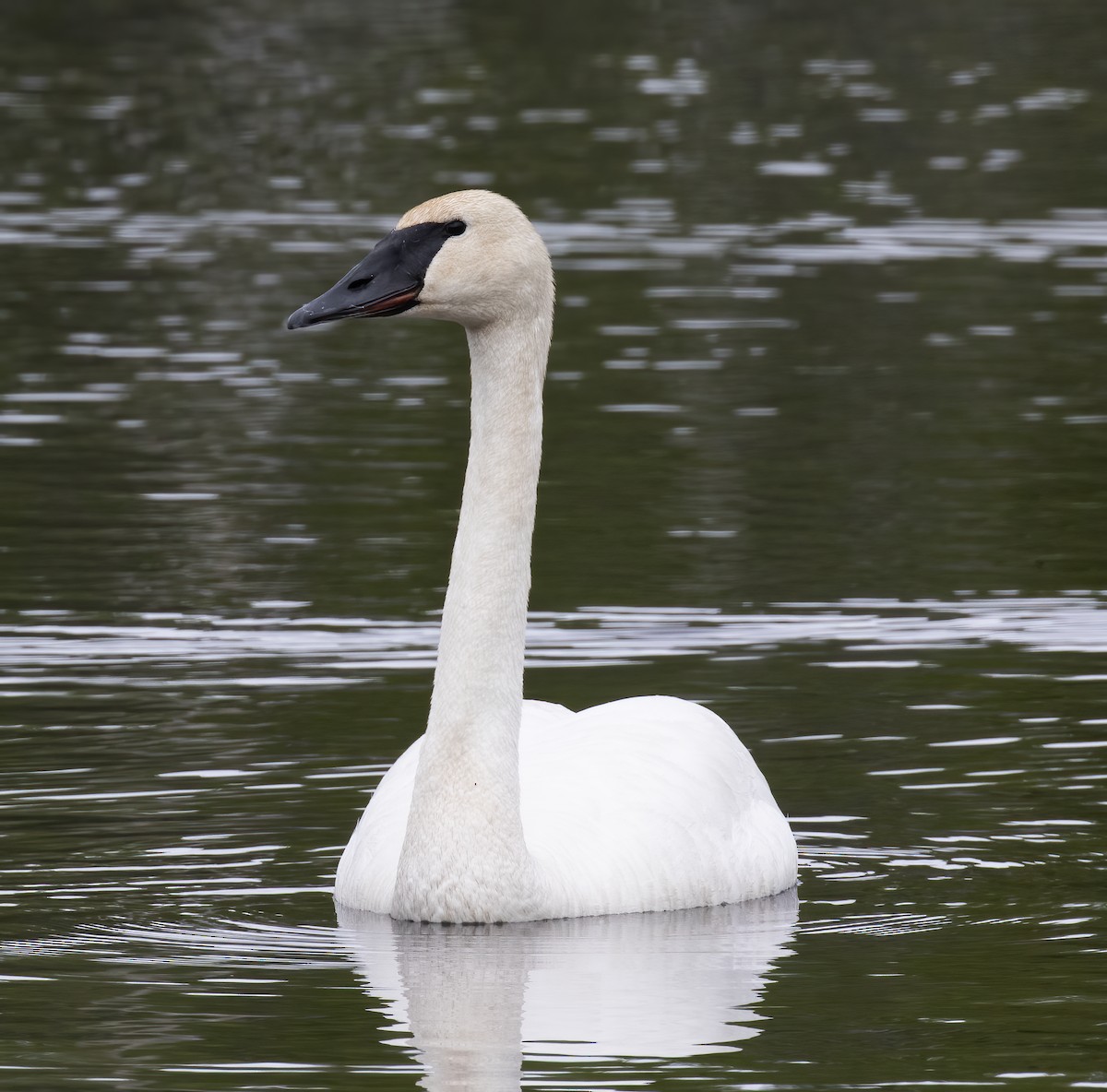 Trumpeter Swan - ML637899256