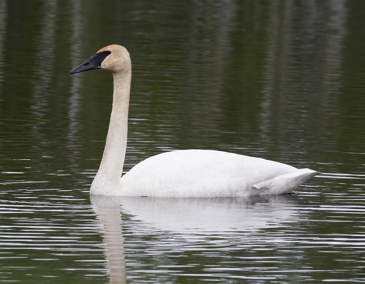 Trumpeter Swan - ML637899257
