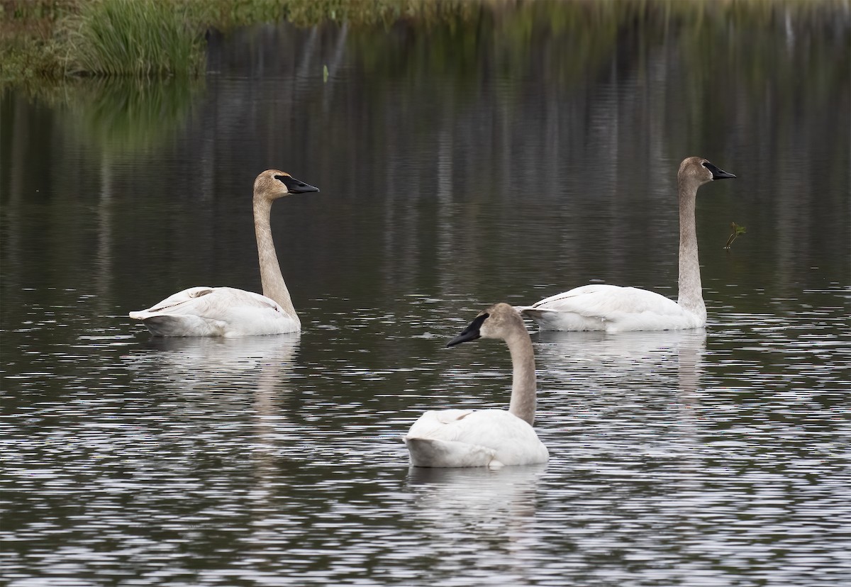 Trumpeter Swan - ML637899258