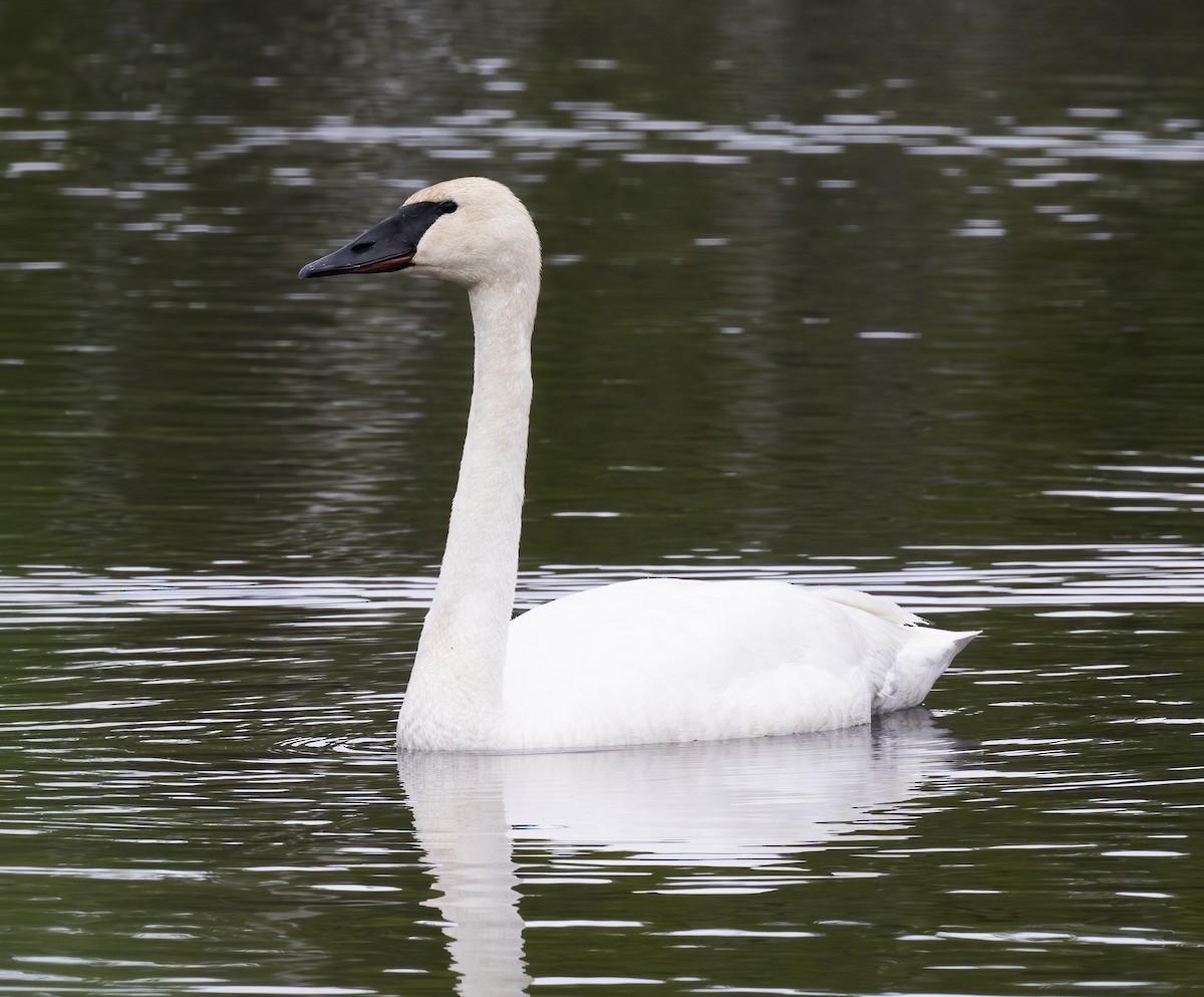 Trumpeter Swan - ML637899259