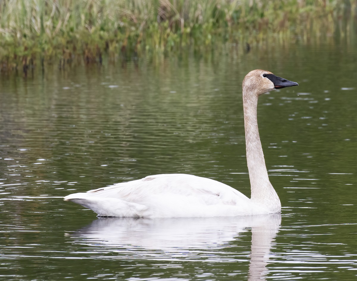 Trumpeter Swan - ML637899260
