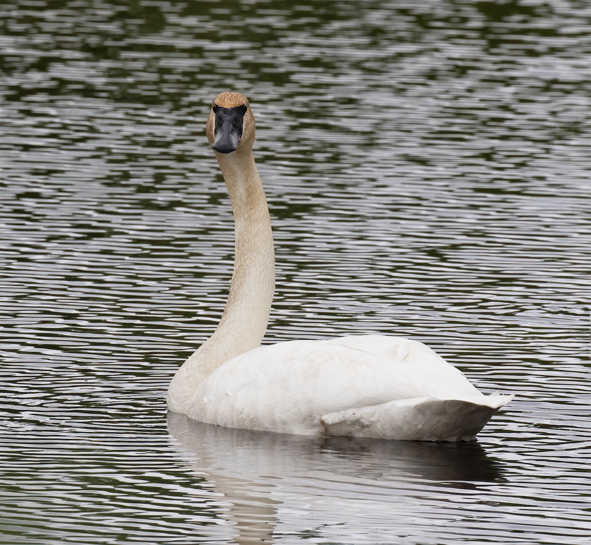 Trumpeter Swan - ML637899261