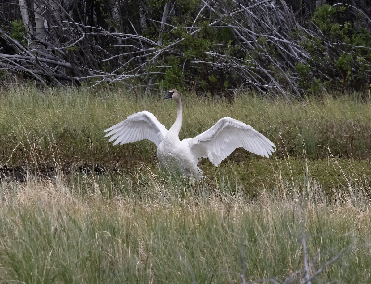 Trumpeter Swan - ML637899262