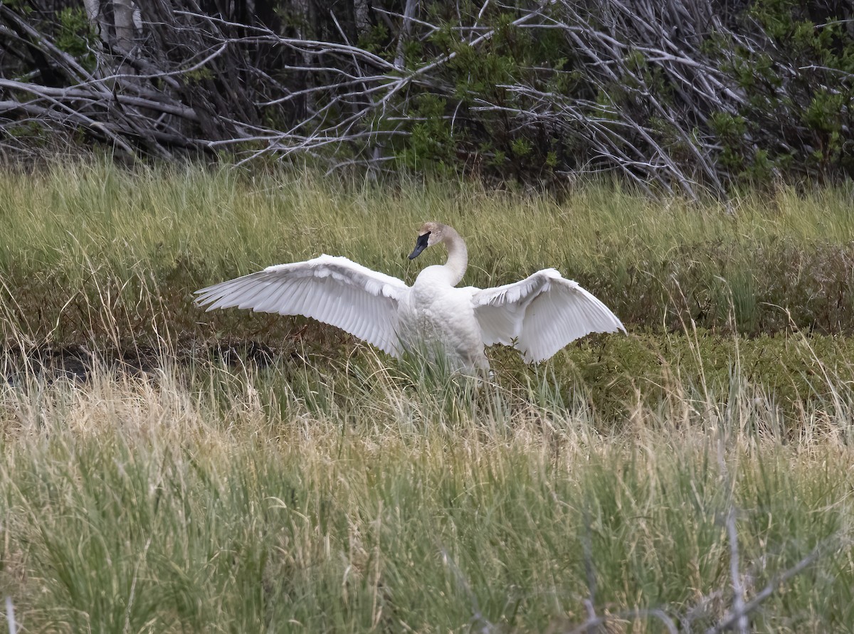 Trumpeter Swan - ML637899263