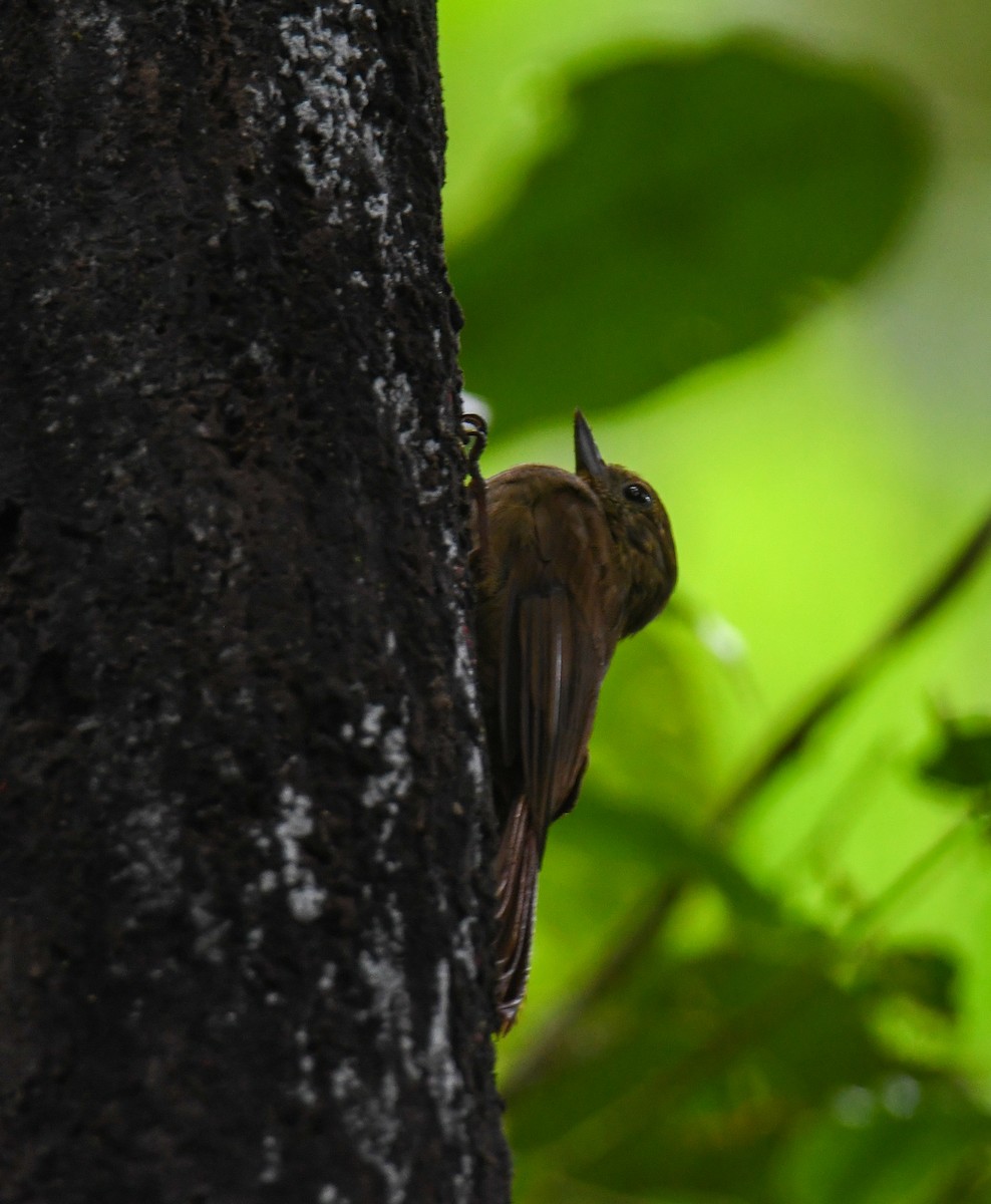 Wedge-billed Woodcreeper - ML637899297