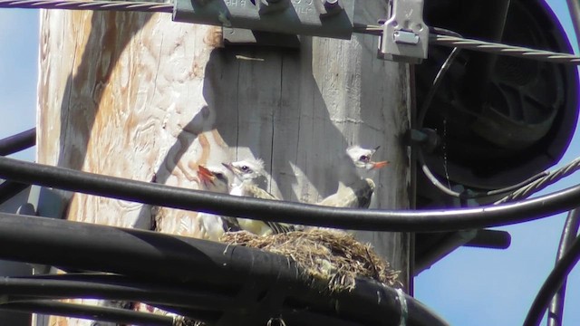 Scissor-tailed Flycatcher - ML637899308