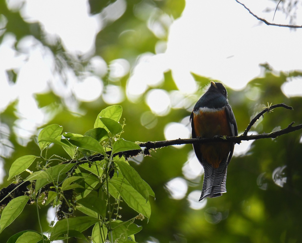 Collared Trogon (Orange-bellied) - ML637899317