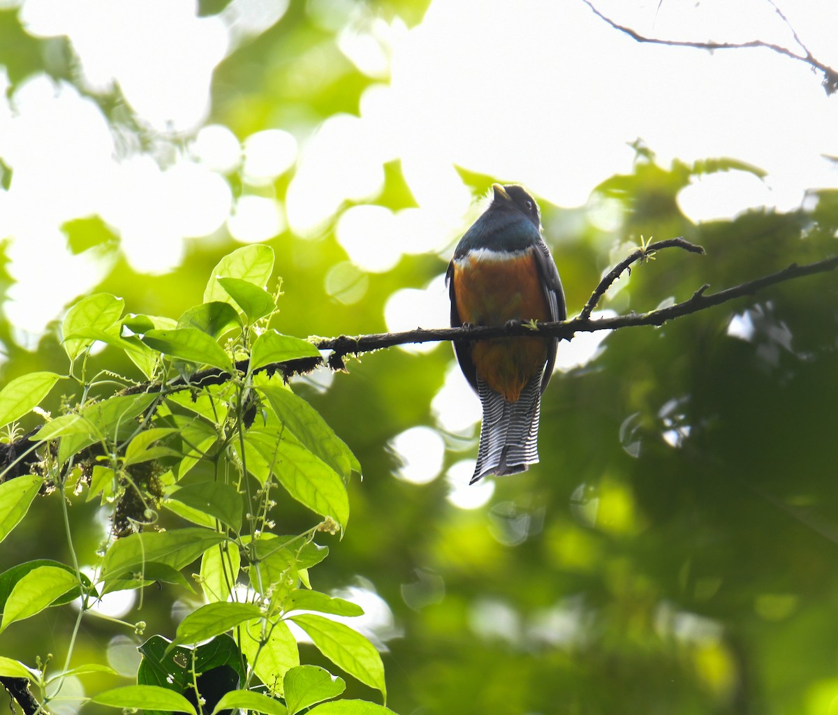 Collared Trogon (Orange-bellied) - ML637899334