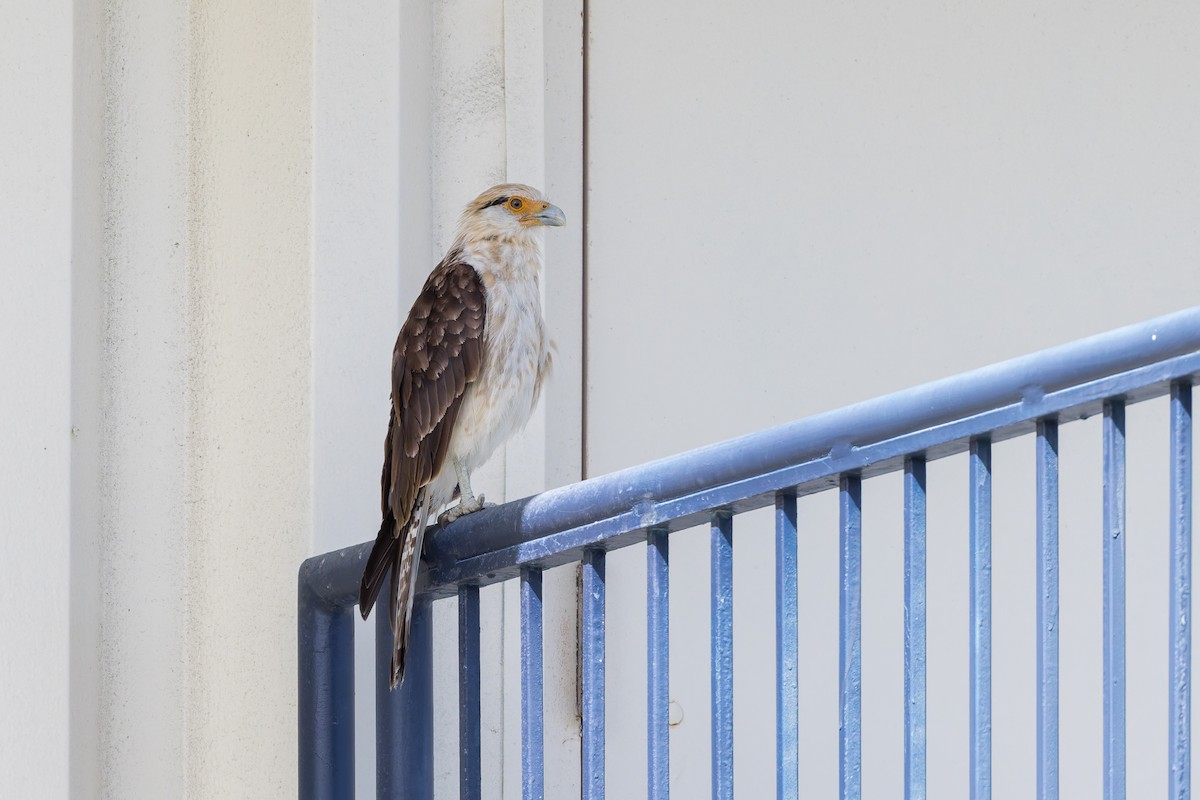 Yellow-headed Caracara - ML637899382
