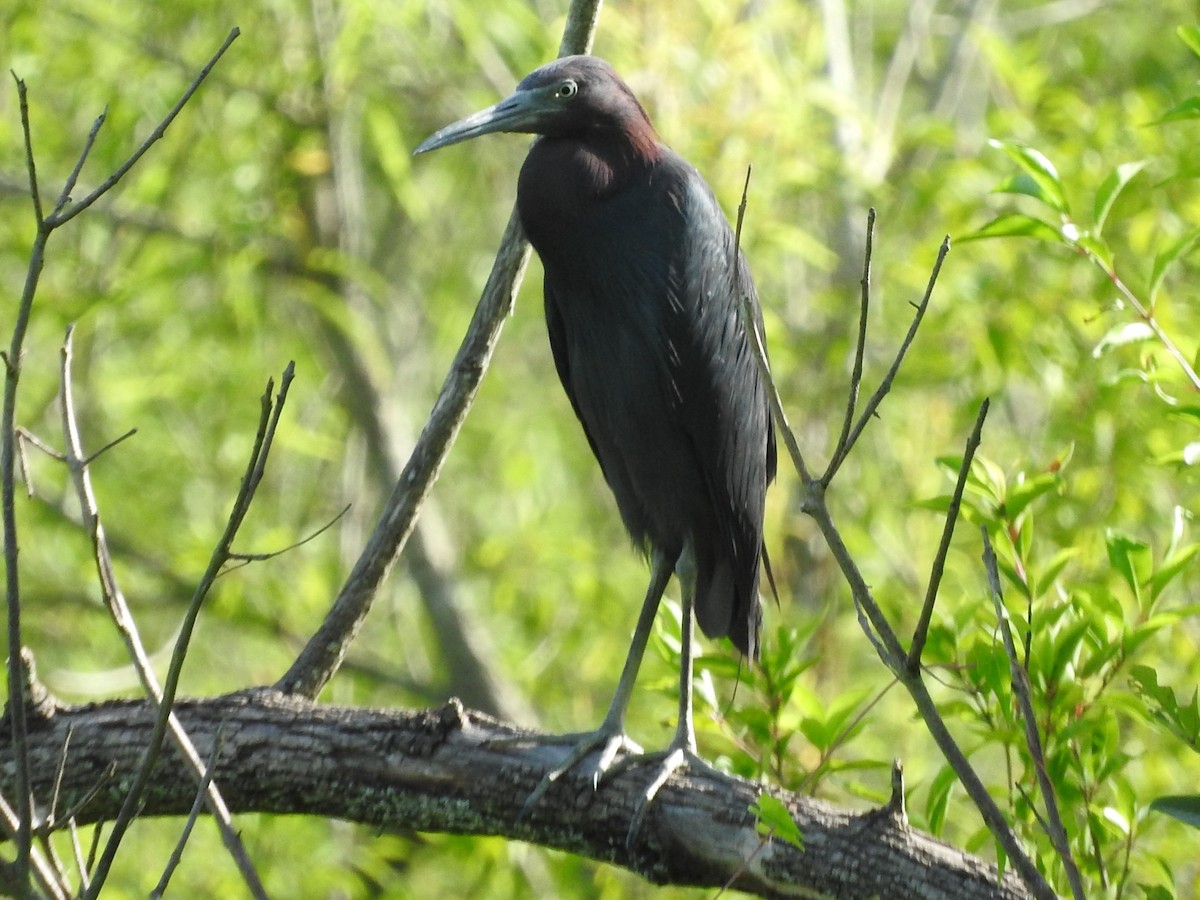 Little Blue Heron - ML637899463
