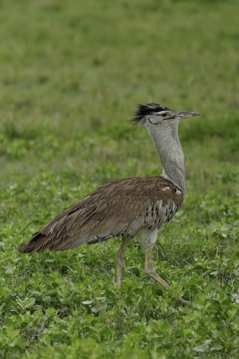 Kori Bustard - ML637899533