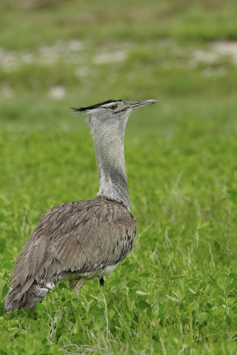 Kori Bustard - ML637899534