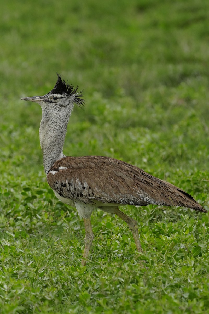 Kori Bustard - ML637899535
