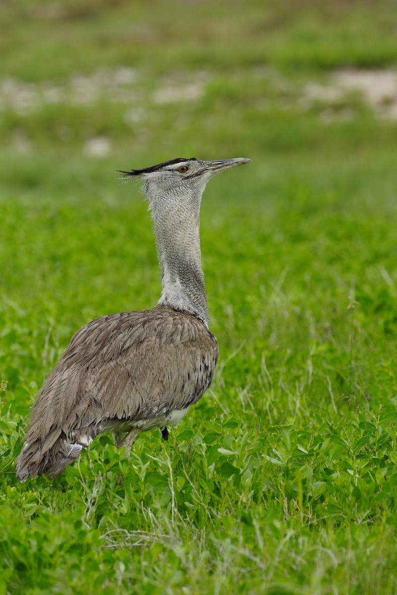 Kori Bustard - ML637899536