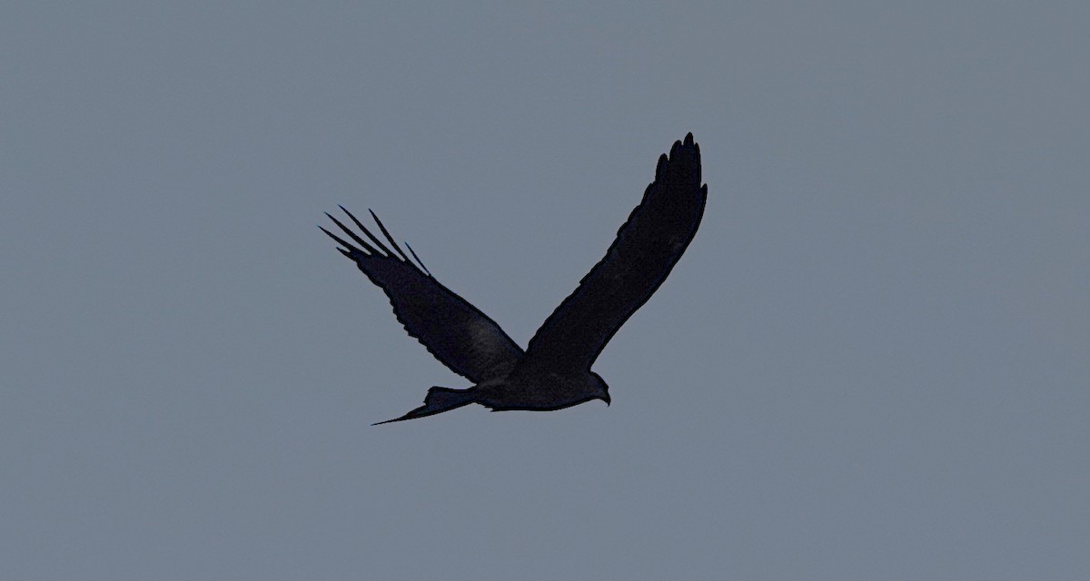 Black Kite - ML637899562
