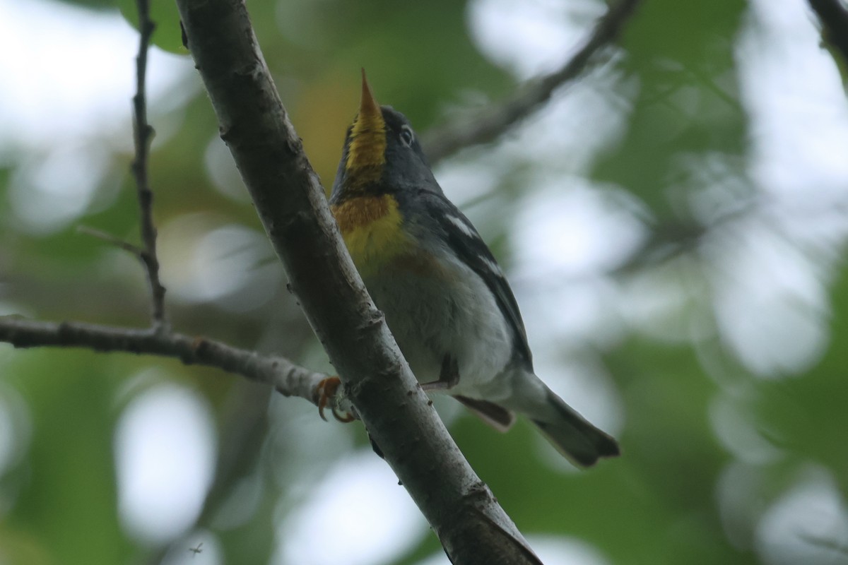 Northern Parula - ML637899563