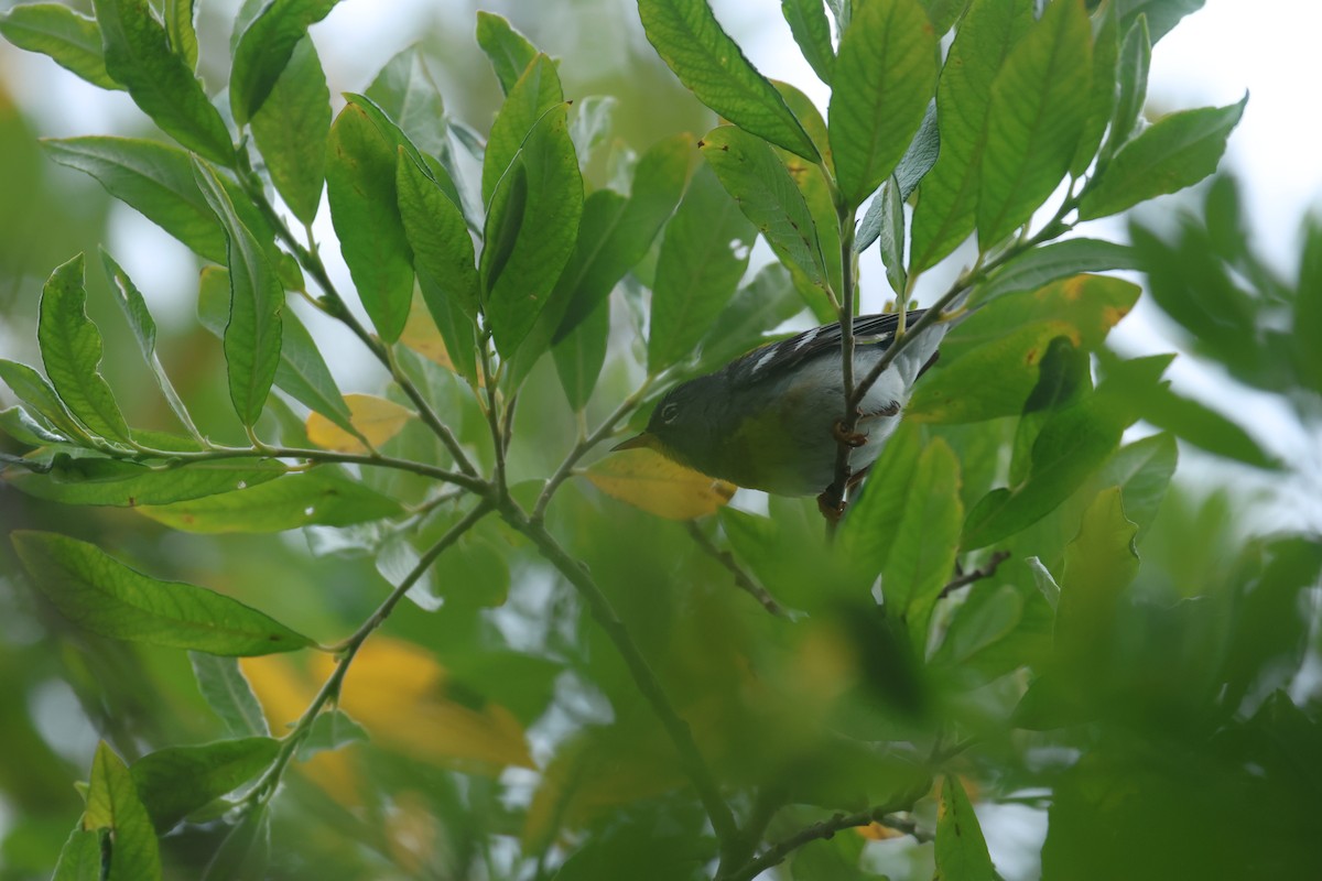 Northern Parula - ML637899564
