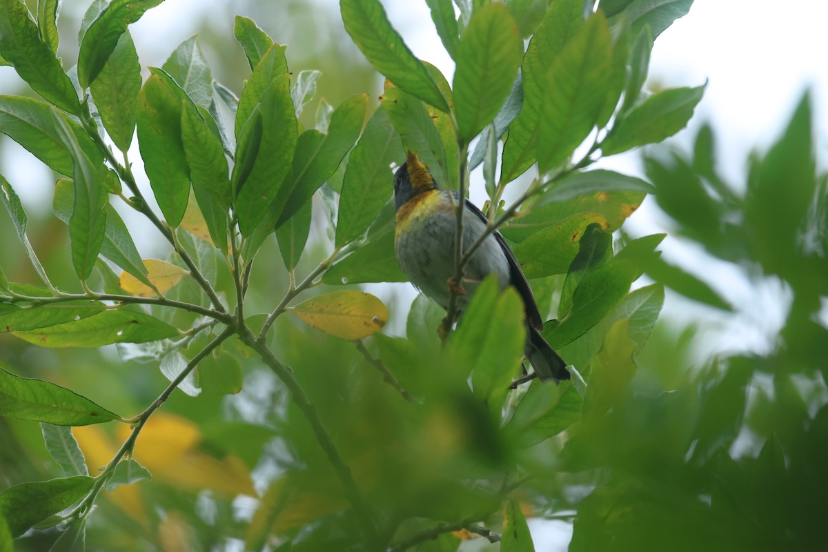Northern Parula - ML637899565