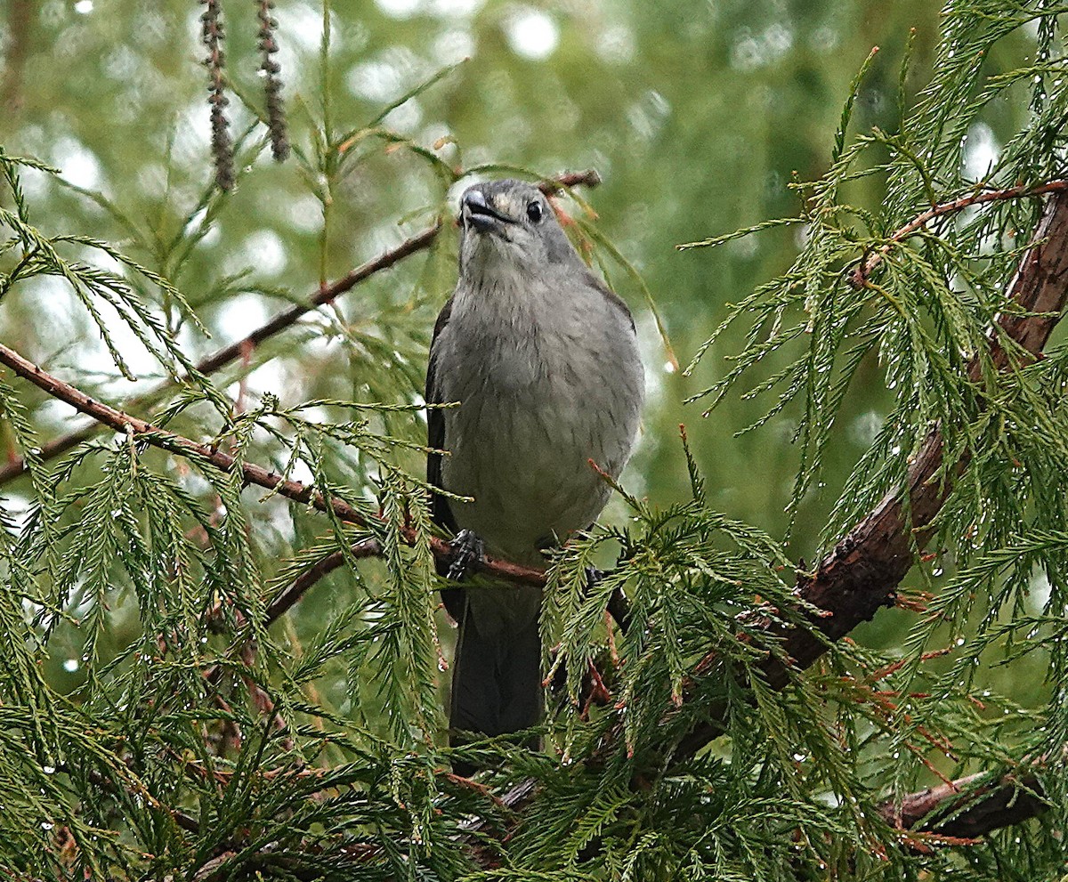 Gray Shrikethrush - ML637899573
