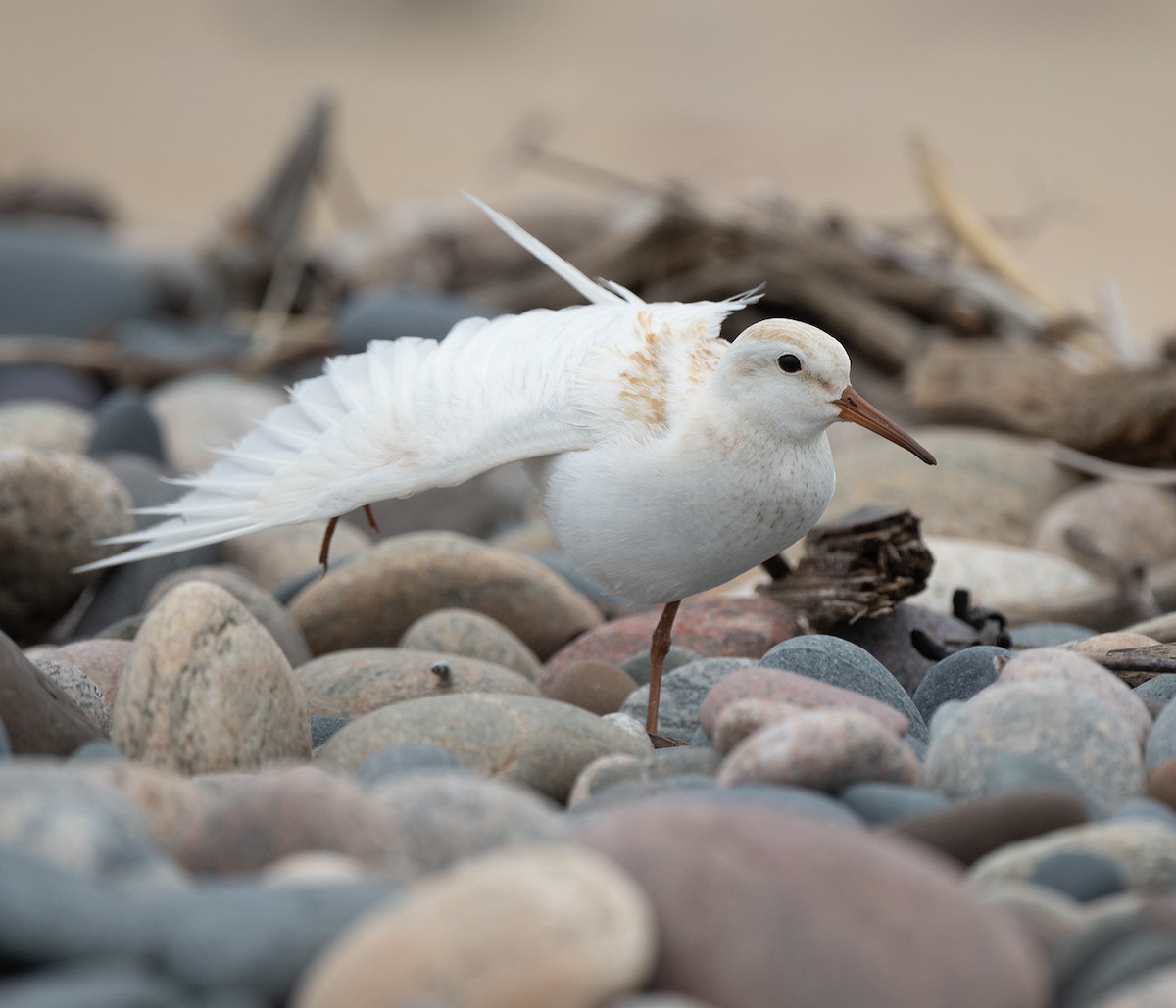 White-rumped Sandpiper - ML637899642
