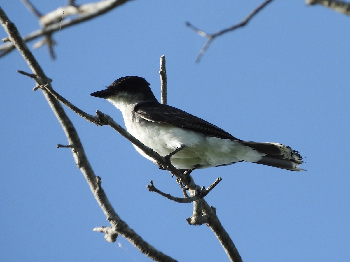 Eastern Kingbird - ML637899654