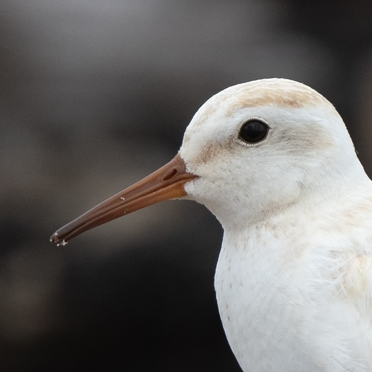 White-rumped Sandpiper - ML637899656