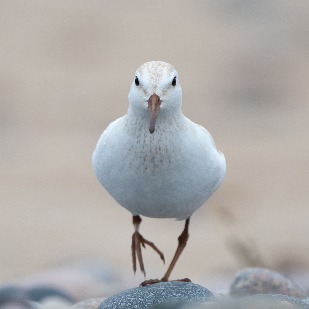 White-rumped Sandpiper - ML637899662