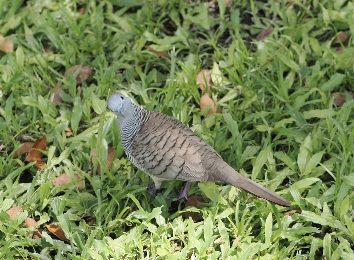Zebra Dove - ML637899691
