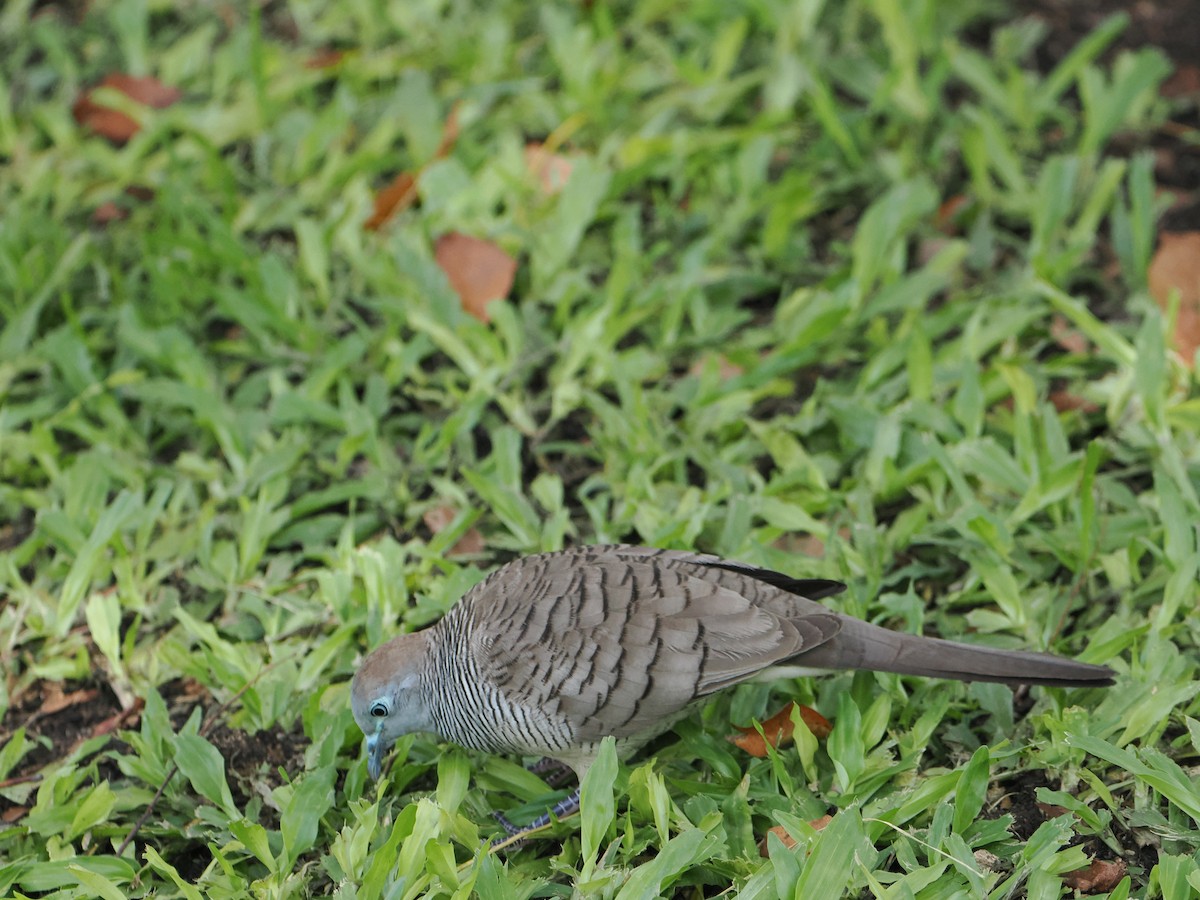 Zebra Dove - ML637899693