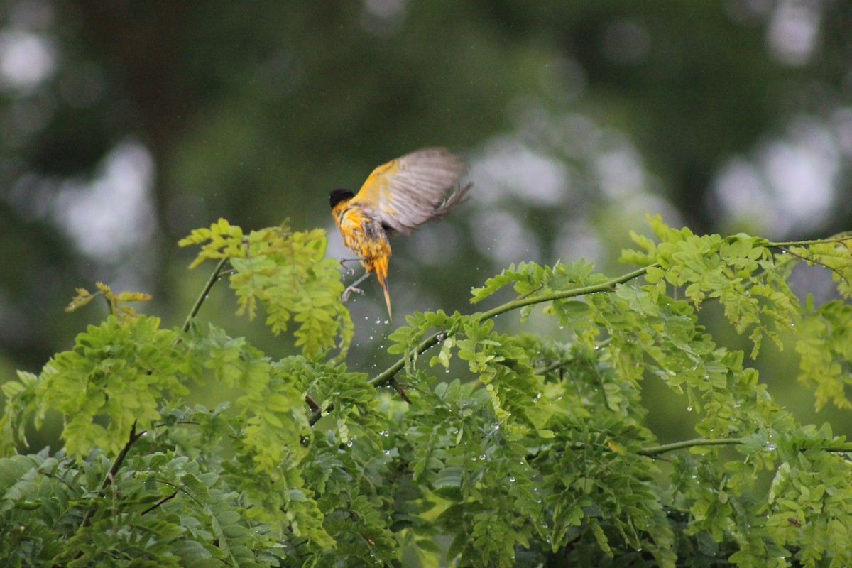 Baltimore Oriole - ML637899695