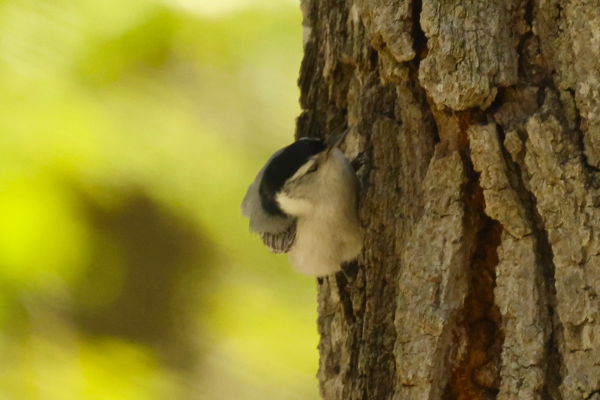 White-breasted Nuthatch - ML637899719