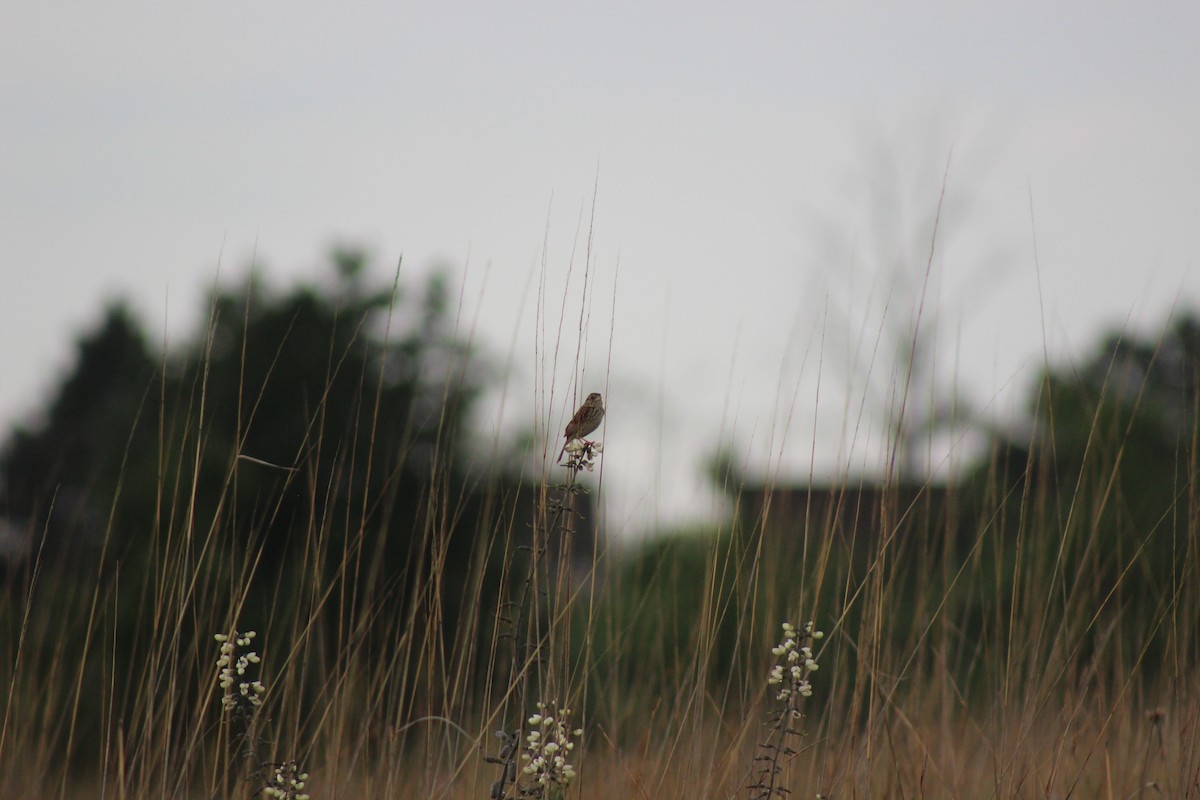 Henslow's Sparrow - ML637899726