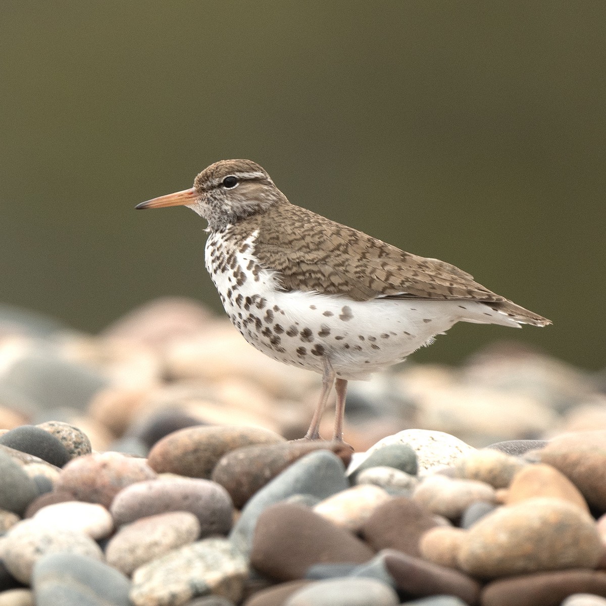 Spotted Sandpiper - ML637899727