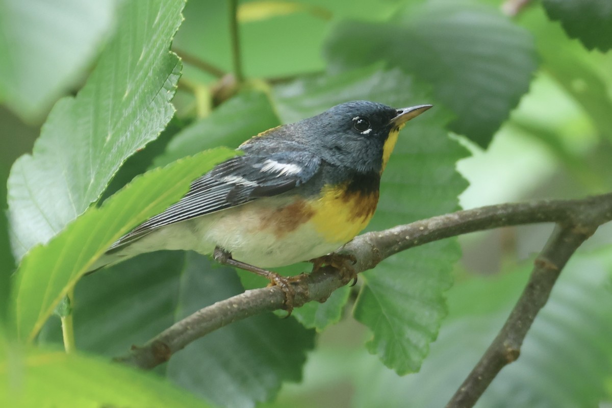 Northern Parula - ML637899732