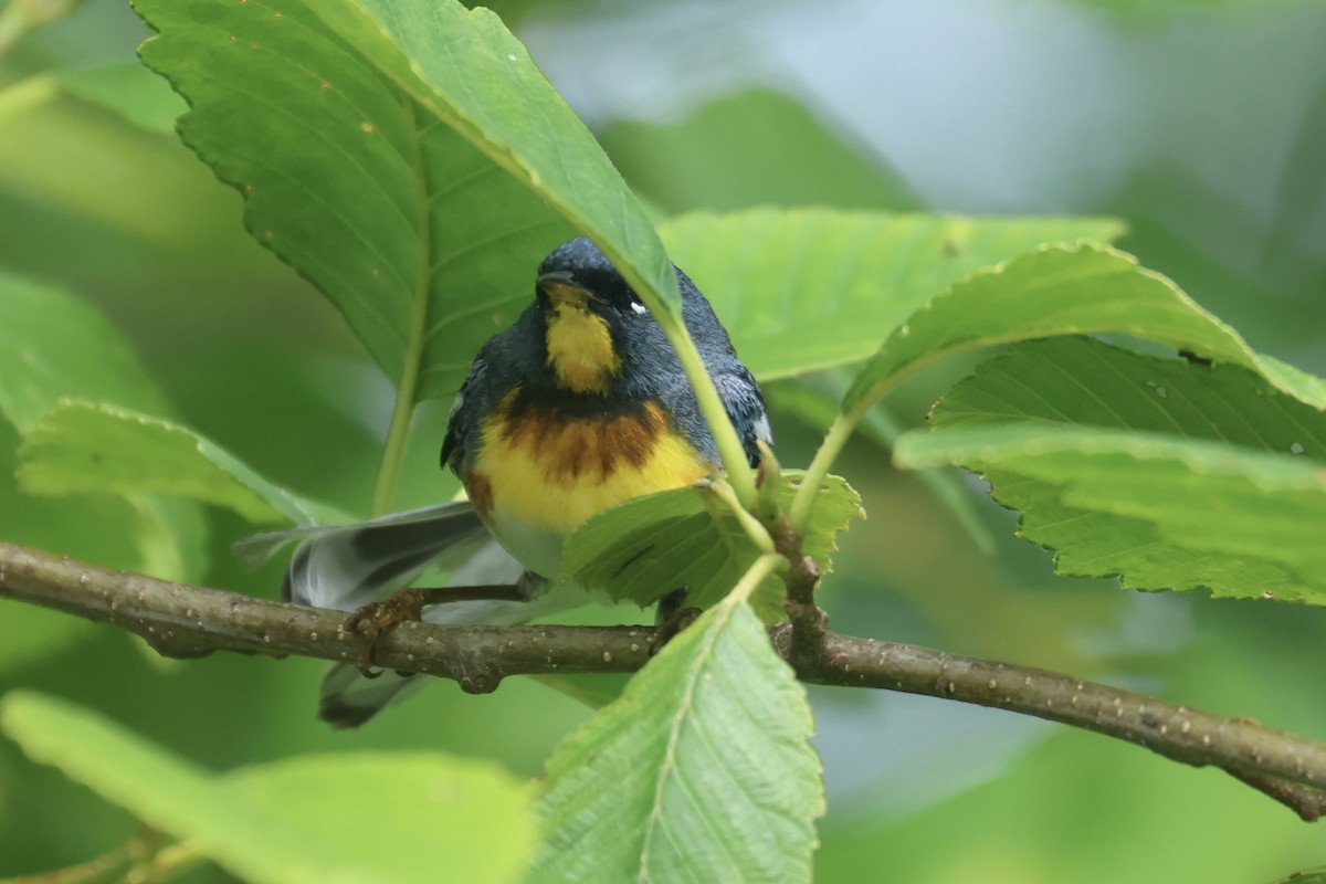 Northern Parula - ML637899733