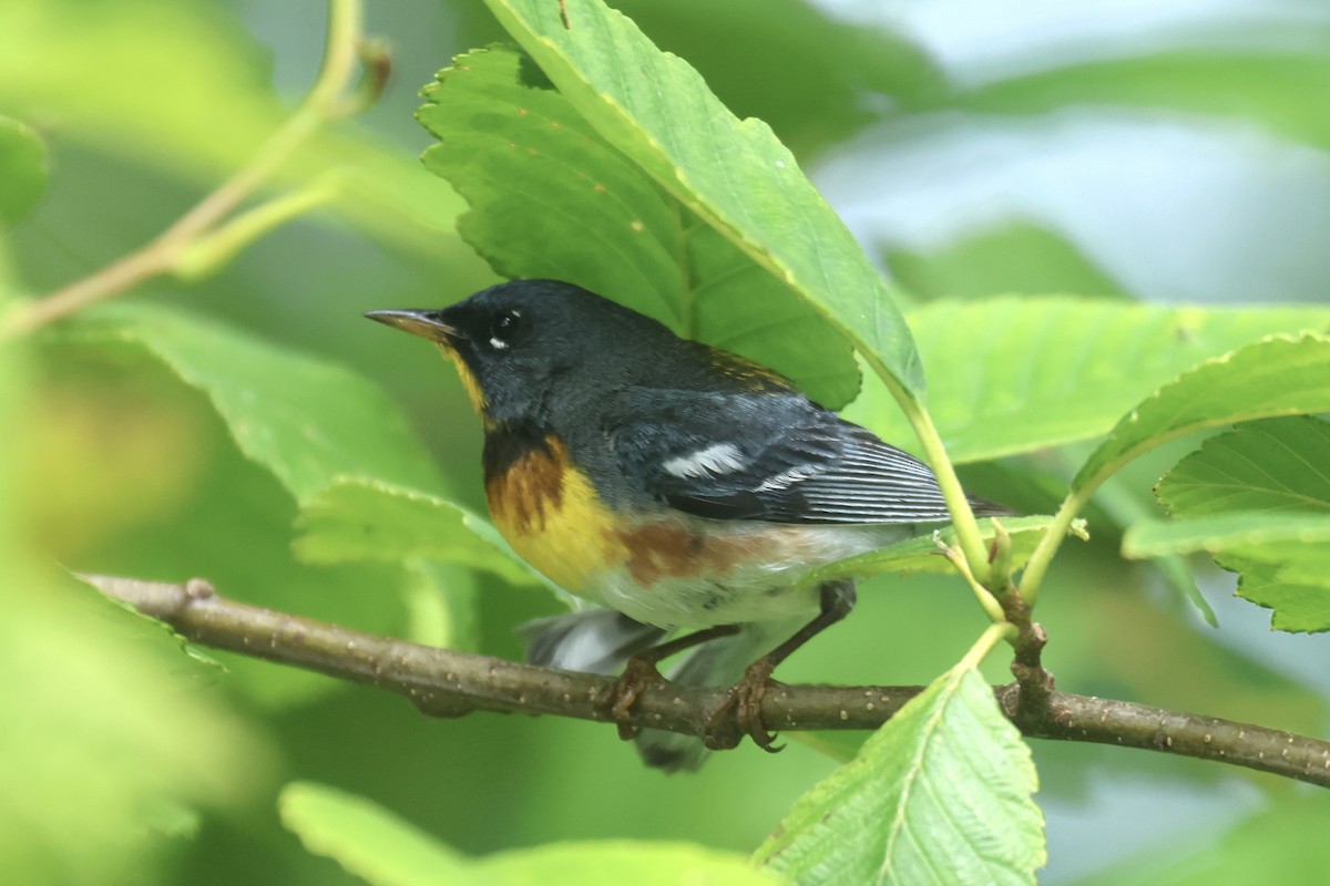 Northern Parula - ML637899734