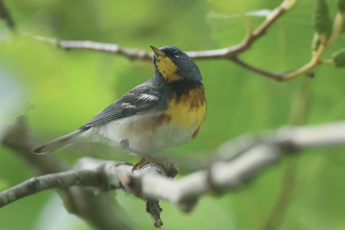 Northern Parula - ML637899735