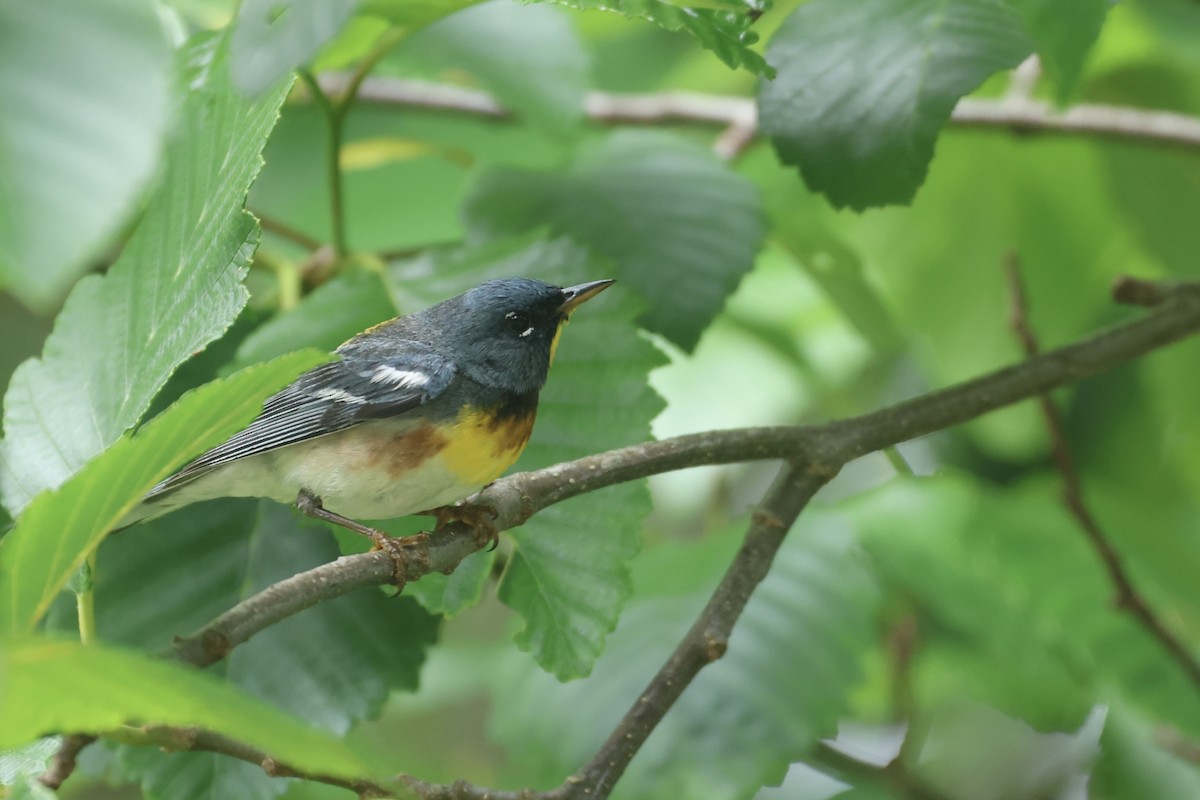Northern Parula - ML637899736
