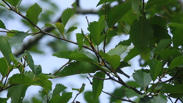 Northern Parula - ML637899738
