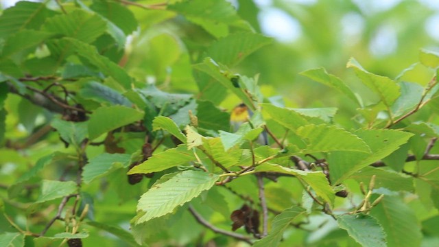 Northern Parula - ML637899739