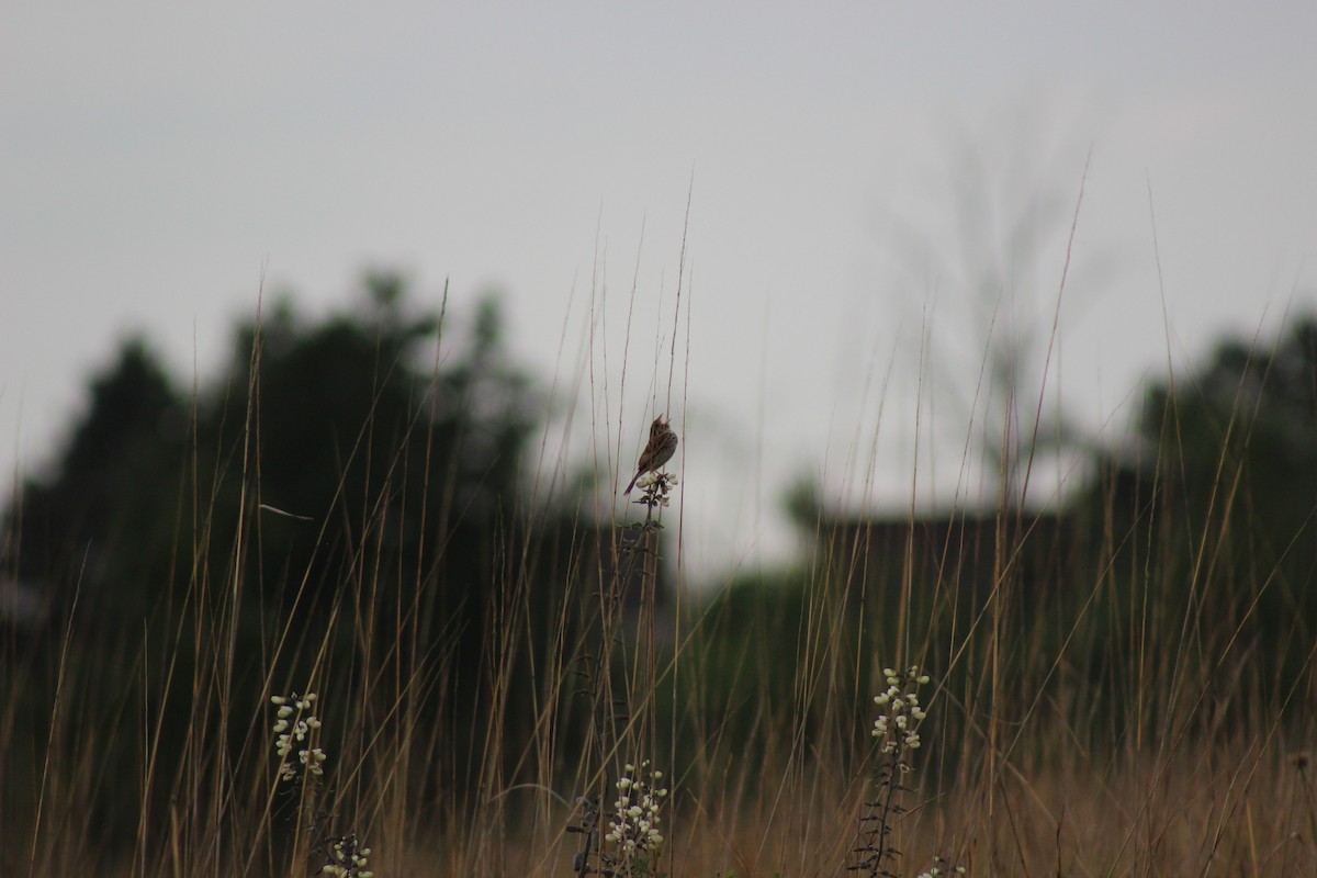 Henslow's Sparrow - ML637899744