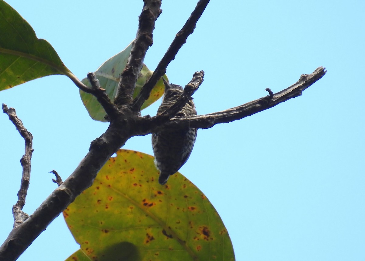 Lafresnaye's Piculet - ML637899784